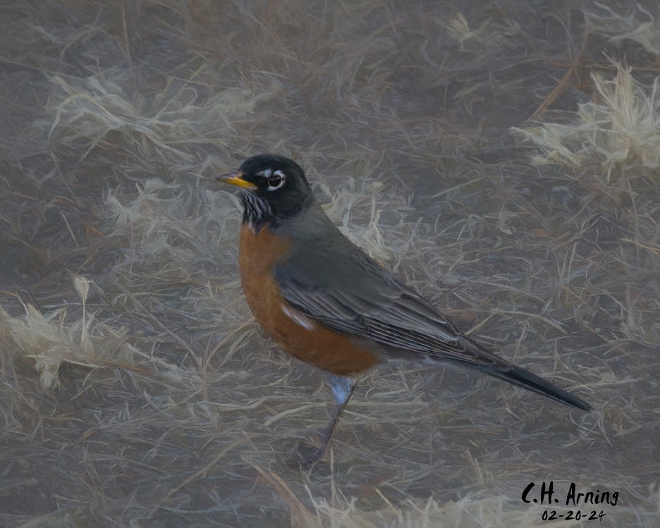 Feathered Solitude