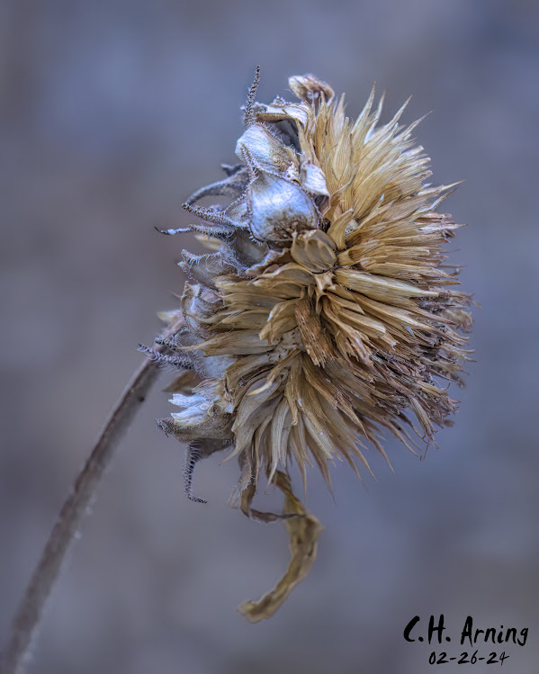 Winter's Remnant