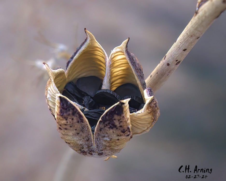 Earthy Cradle