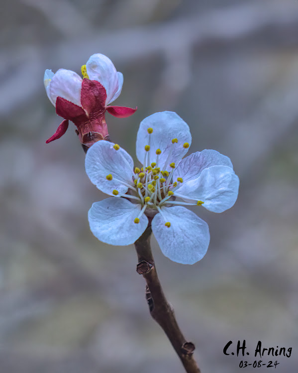 Gentle Awakening