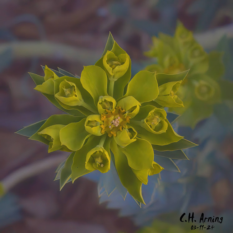 Succulent Star