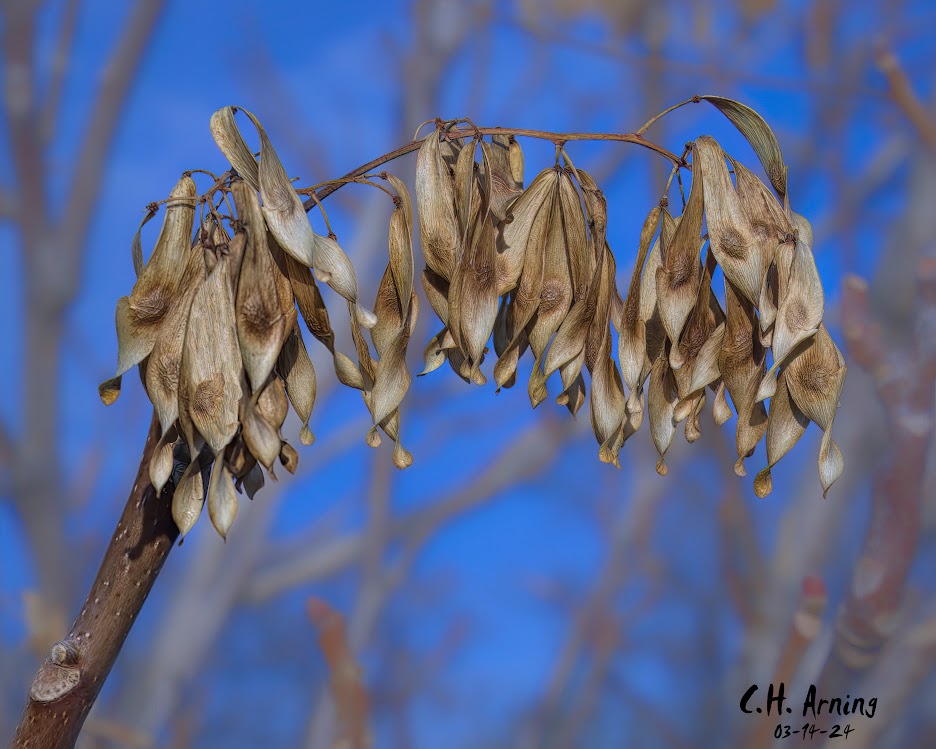 Winter Holdover