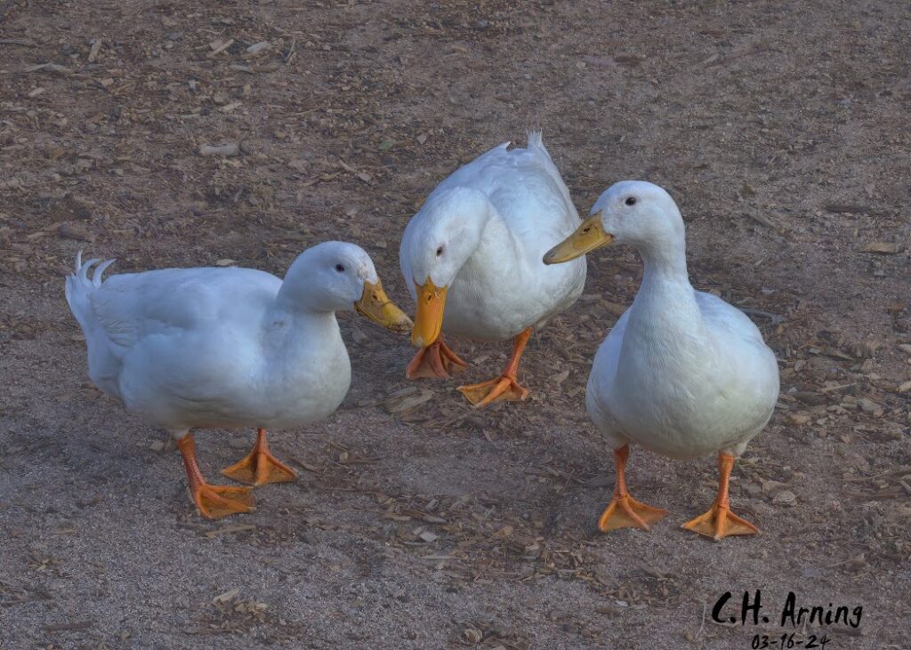 Pond Pals