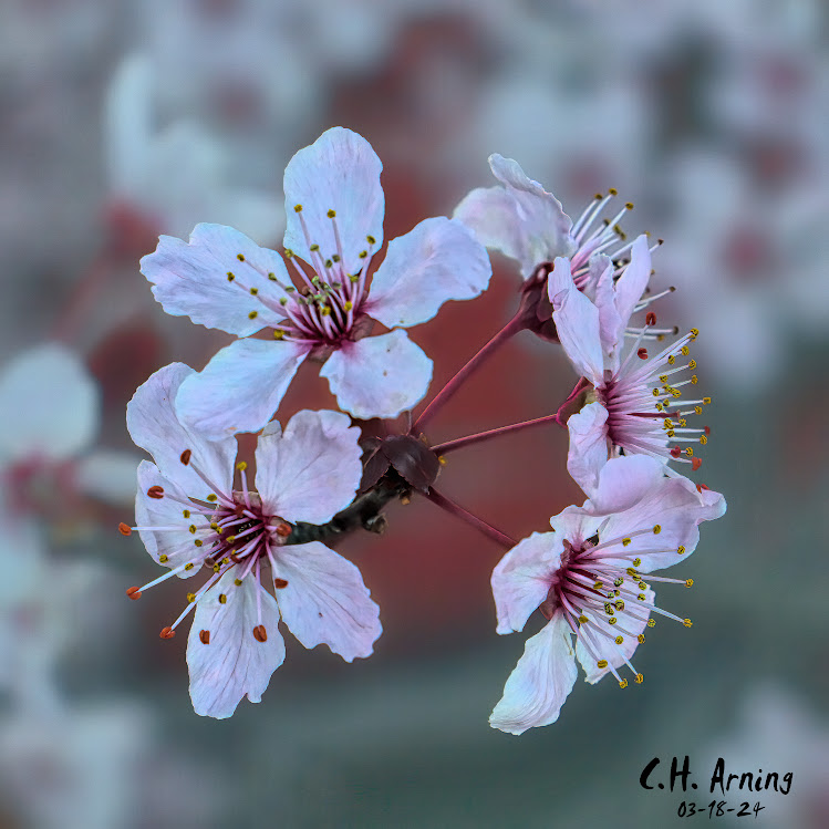 Bloom's Ballet