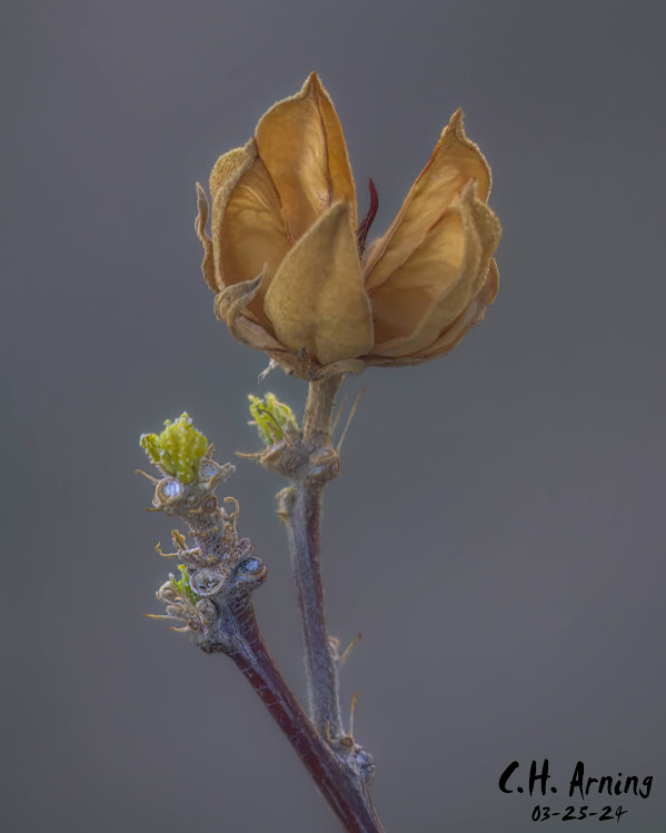 Crisp Remnant
