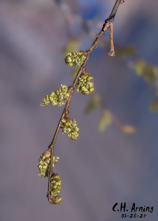 Spring’s Whisper