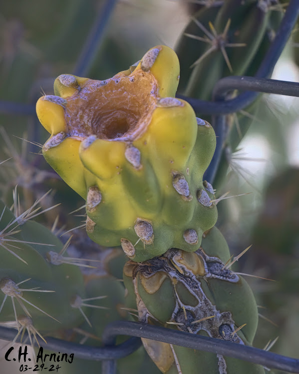 Bound Blossom