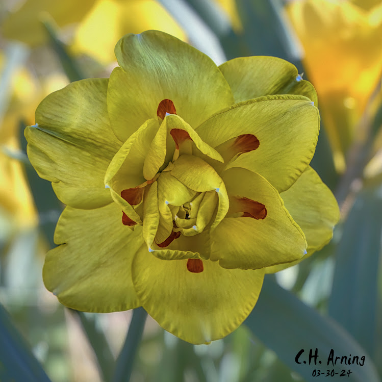 Spring's Embrace