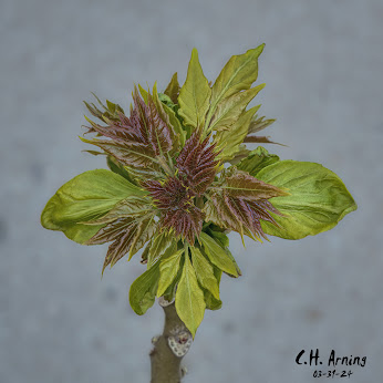 Foliage Burst