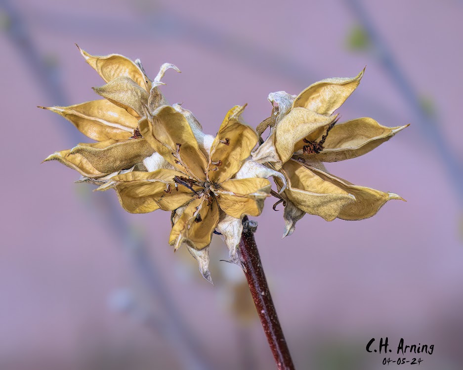 Autumn Remnants