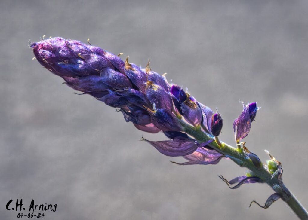 Purple Haze