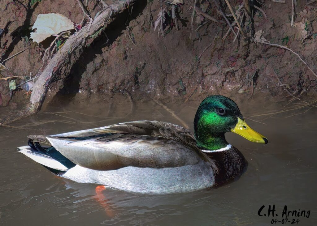 Drifting Duck