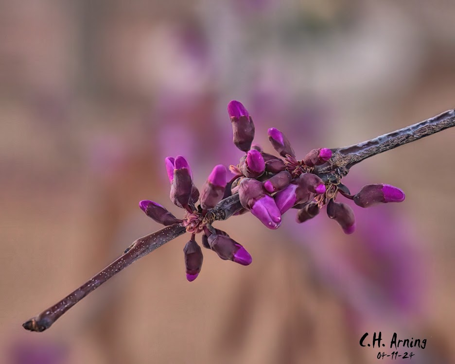 Blossom Promise