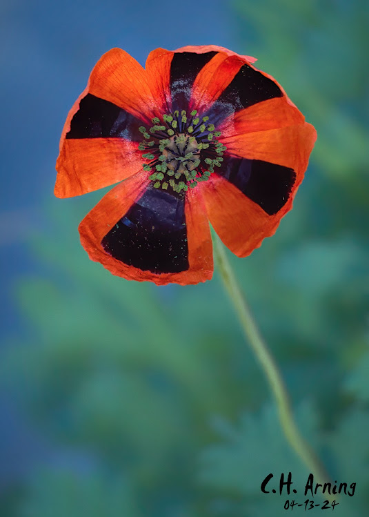 Midnight Poppy