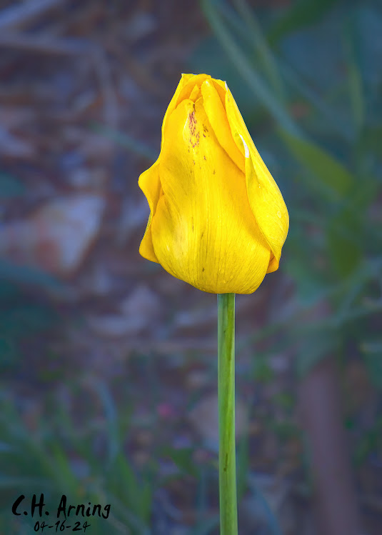 Golden Solitude
