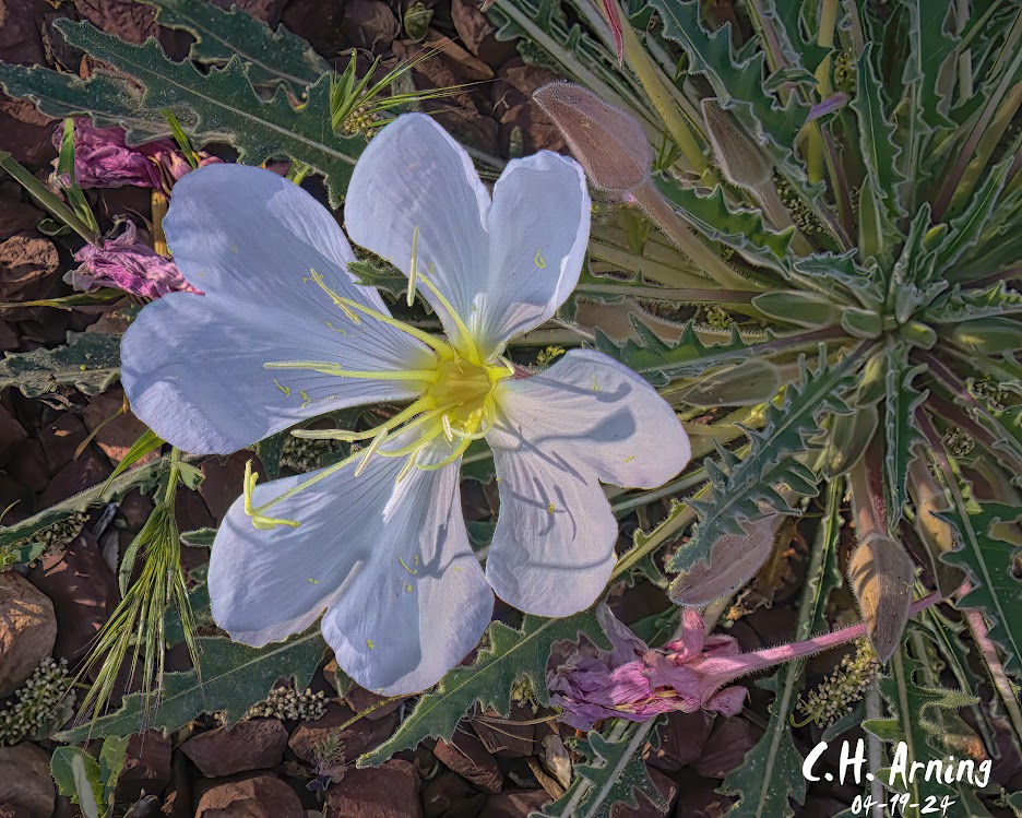 Twilight Blossom