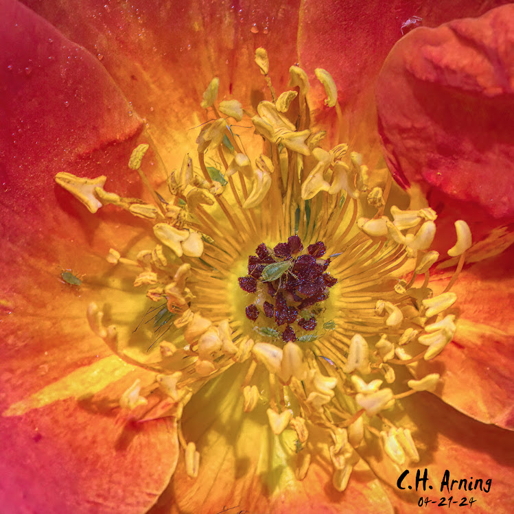 Floral Fire