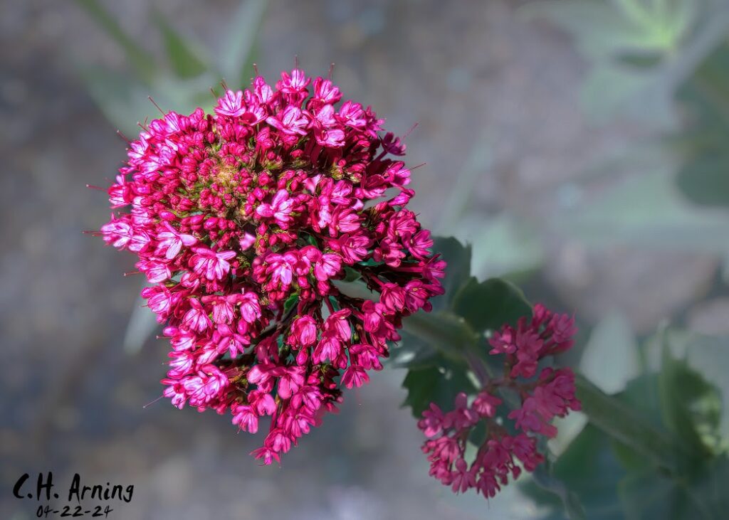 Flora Bunch