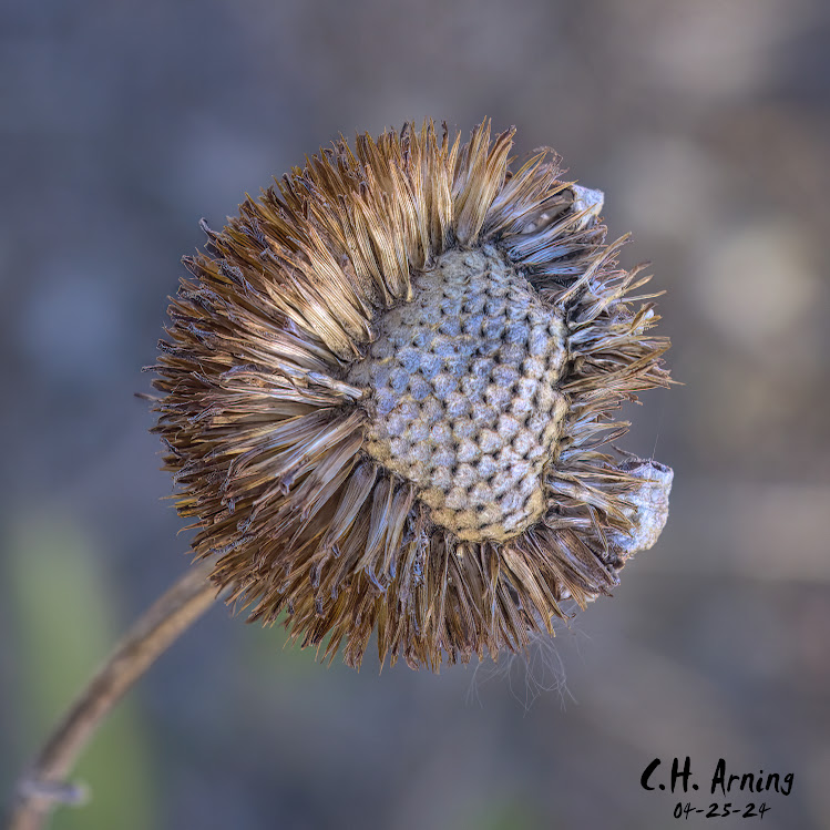 Autumn Remnant