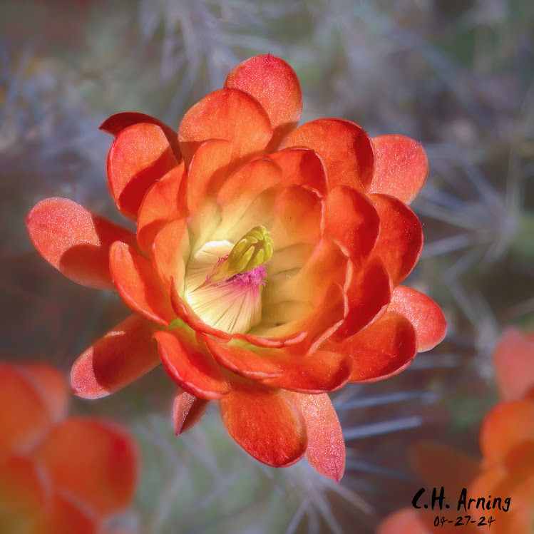 Cactus Flower