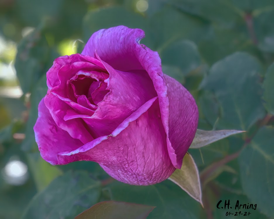 Garden’s Jewel