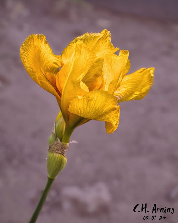 Iris Glory