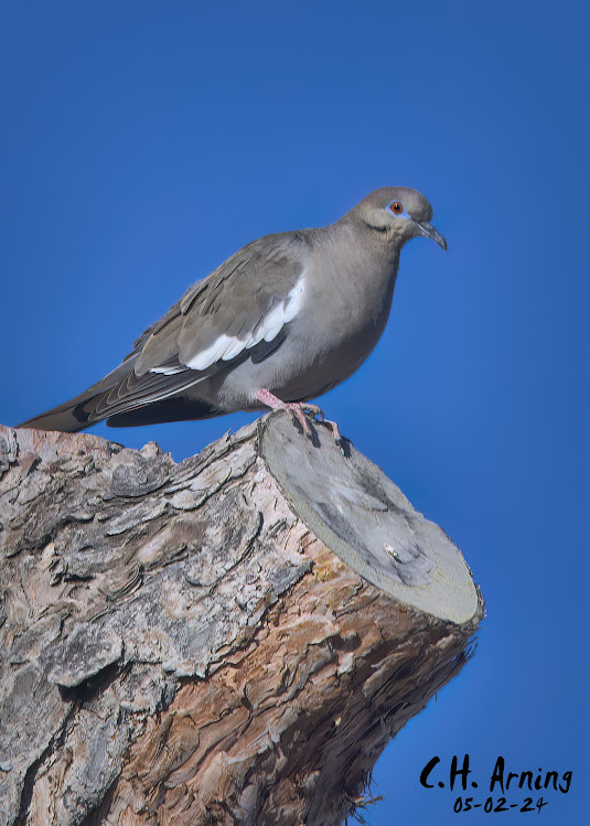 Sky Perch