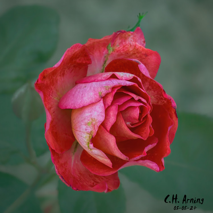 Fragile Elegance