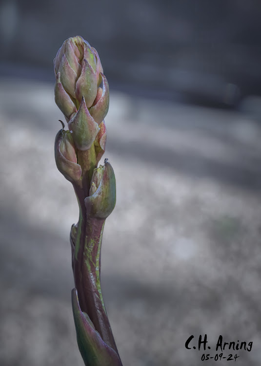 Spring Awakening