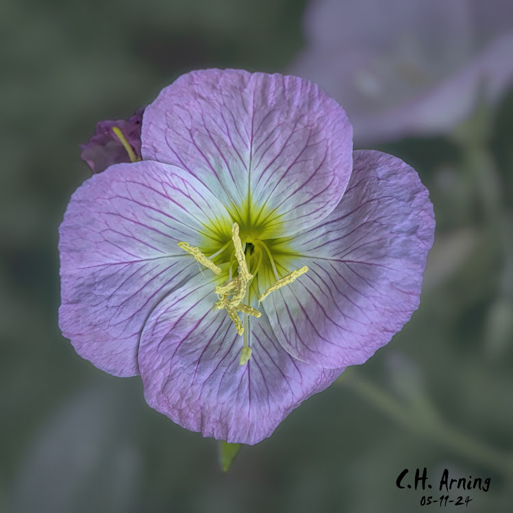 Spring Whisper