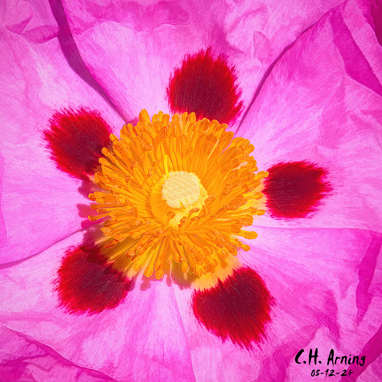 Floral Burst