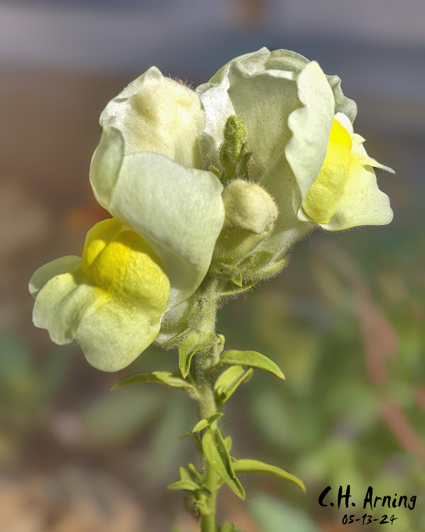 Golden Bloom