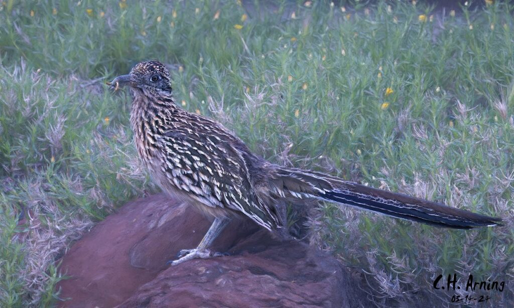 Feathery Forager