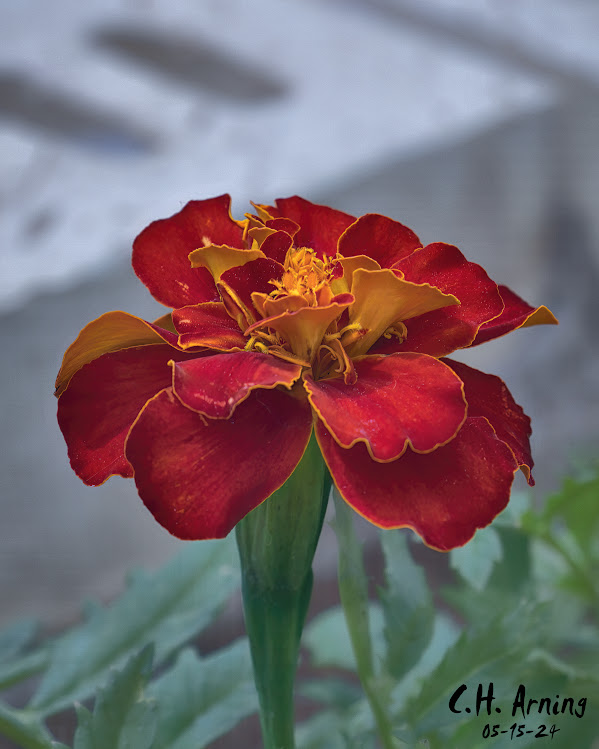 Marigold Majesty