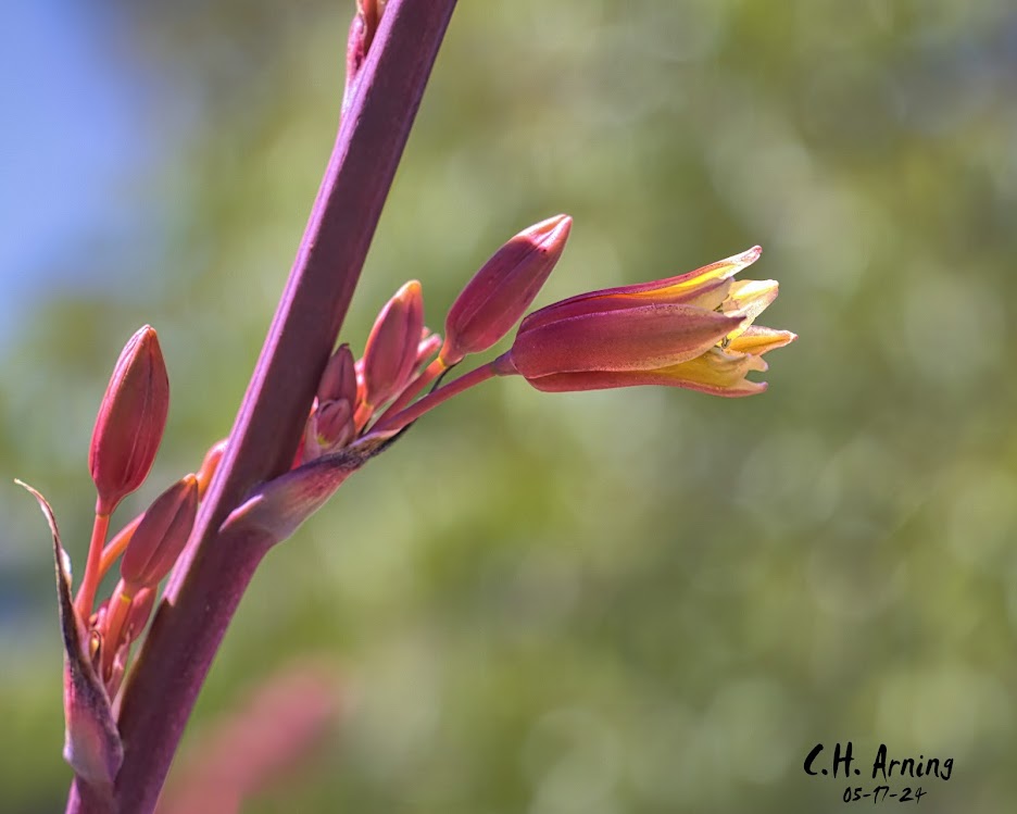 Budding Beauty