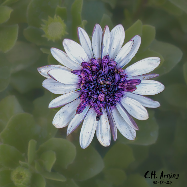 Delicate Beauty