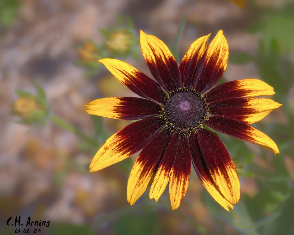 Fiery Bloom