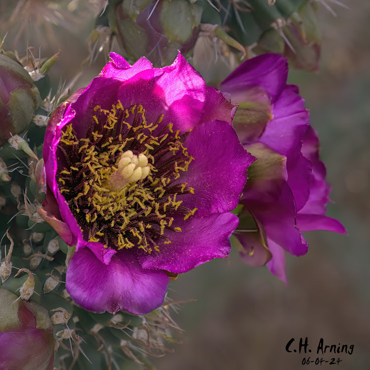 Thorny Beauty