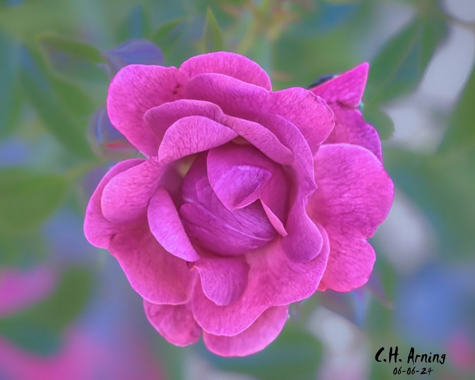 Rosy Charm