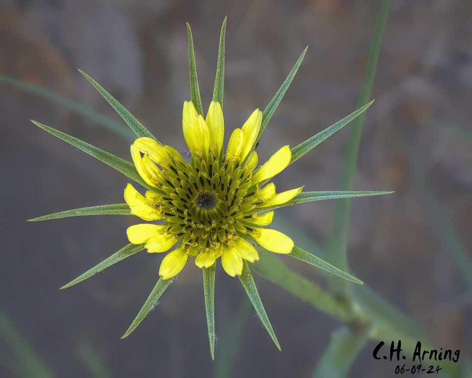Sunburst Beauty