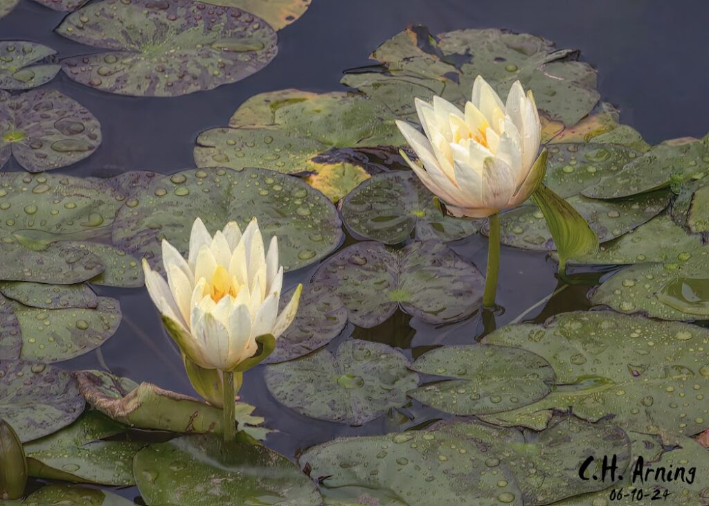 Floating Beauty