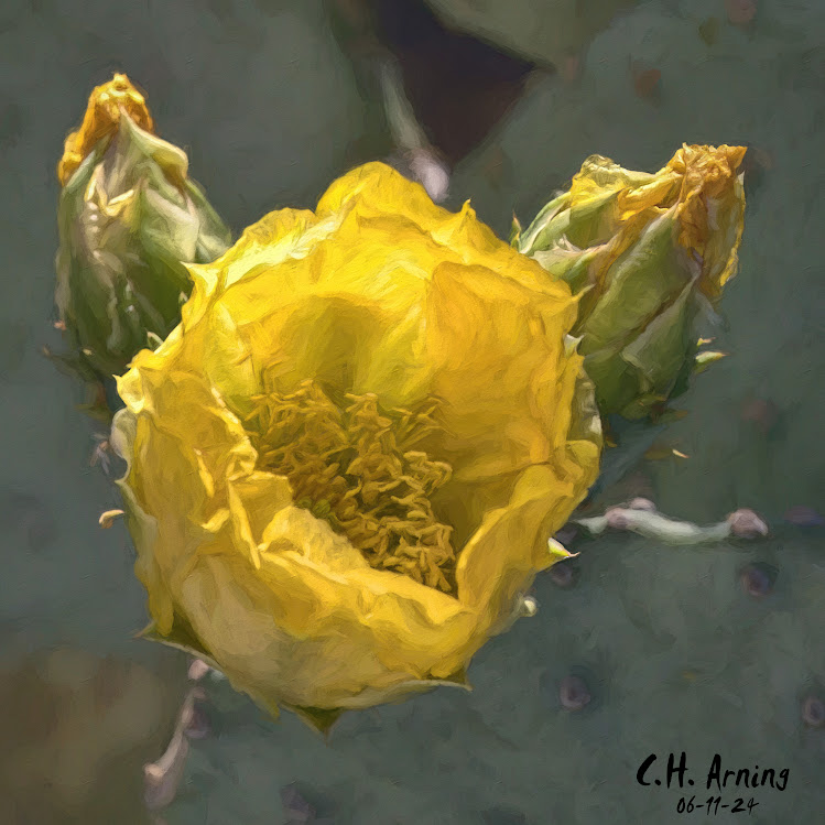 Cactus Blossom