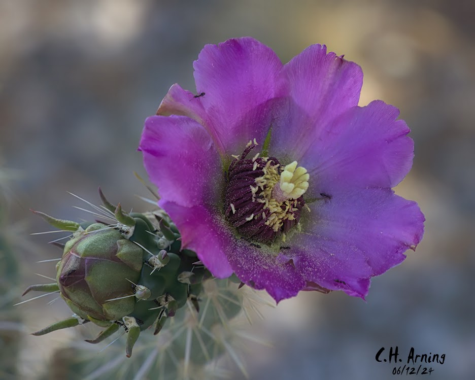 Nature's Jewel