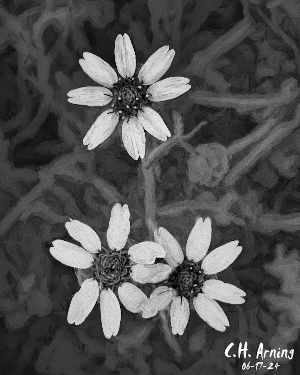 Black-White Sun