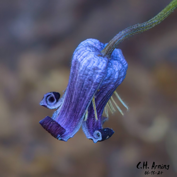 Silent Beauty