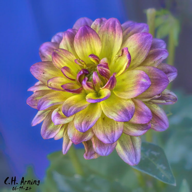 Radiant Petals