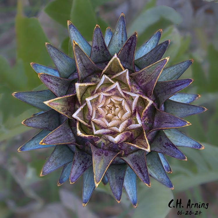 Budding Artichoke