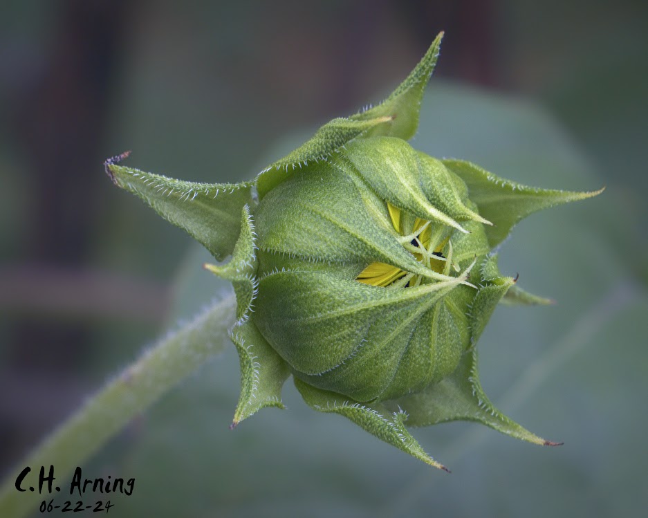 Emerging Splendor
