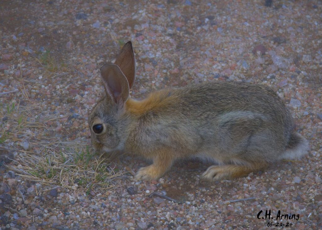 Silent Forager
