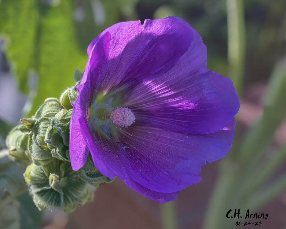 Hollyhock Charm